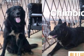 Família procura por Chimbica, cachorra desaparecida no bairro Pará, em Itabira