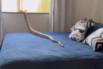 Jiboia de 1,5 metro é capturada em cima de cama dentro de casa em Unaí