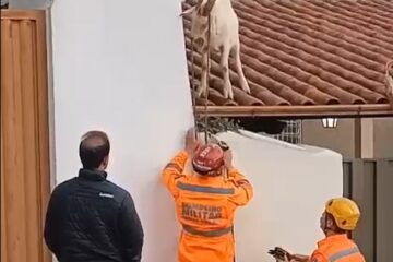 Bode é resgatado do telhado de uma residência por bombeiros, em Barbacena