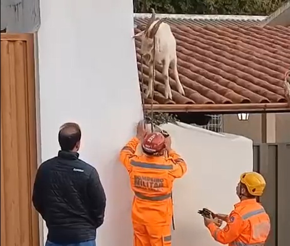 Bode é resgatado do telhado de uma residência por bombeiros, em Barbacena