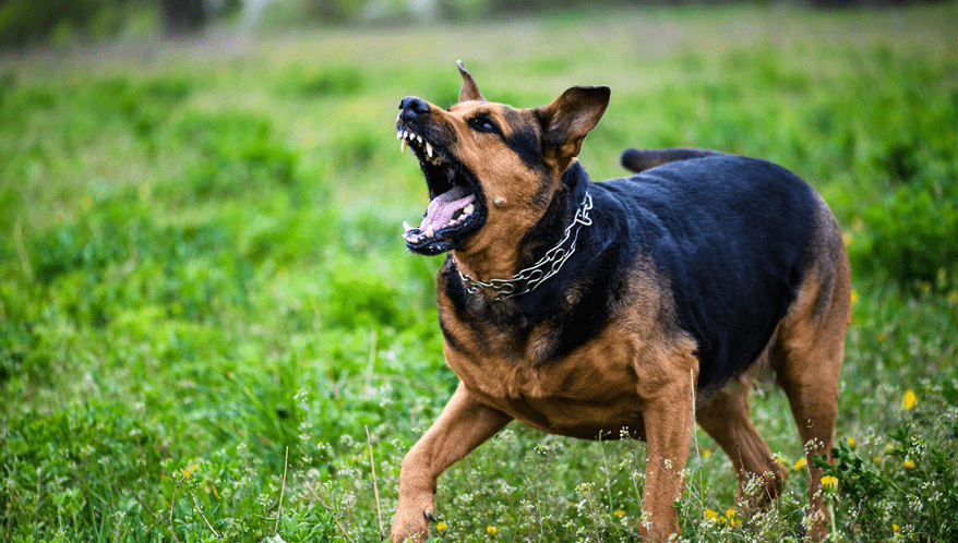 Justiça condena tutora de cães que atacaram idosa em BH