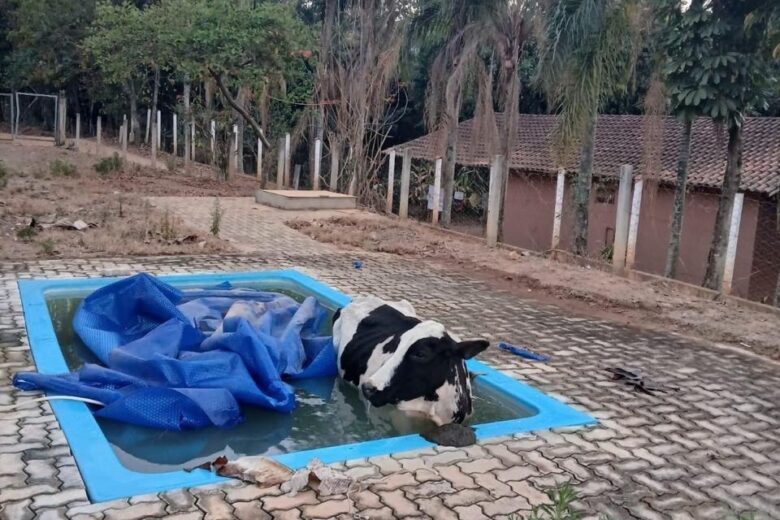 Bombeiros resgatam vaca caída em piscina, em Andradas