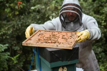 Produtores mineiros participam do Seminário Apícola de Coronel Fabriciano, neste sábado (4)