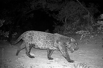 Projeto monitora onças-pintadas no Norte de Minas e aponta riscos de isolamento da espécie