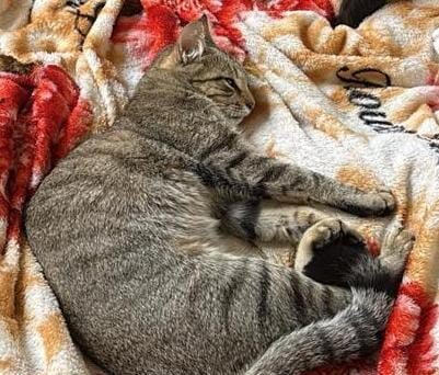 Jornalista procura por gatinha desaparecida em Itabira; animal fugiu após acidente em tela de proteção