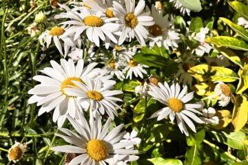 “Te amo, é primavera!” Confira a previsão do tempo desta sexta-feira em Minas Gerais