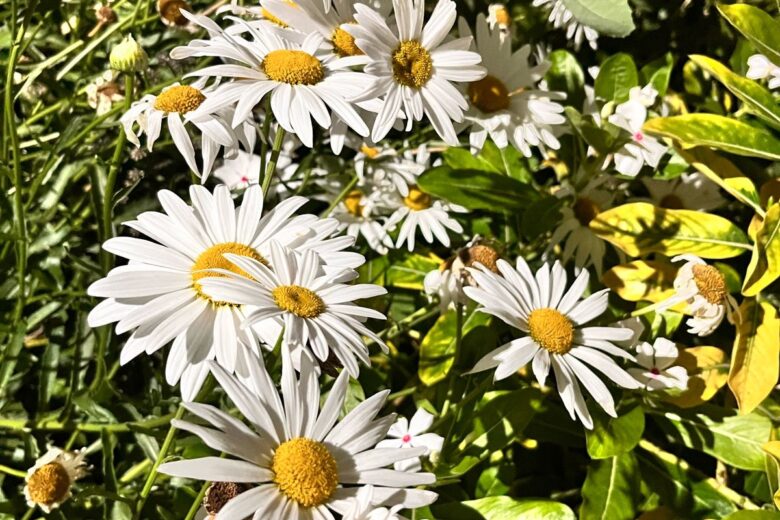 “Te amo, é primavera!” Confira a previsão do tempo desta sexta-feira em Minas Gerais