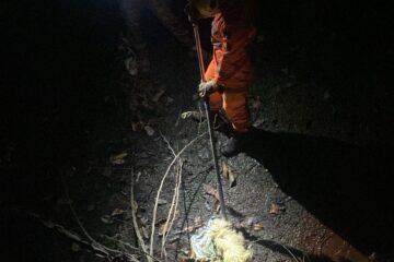 Bombeiros resgatam cachorro ferido de galeria pluvial em Itabira