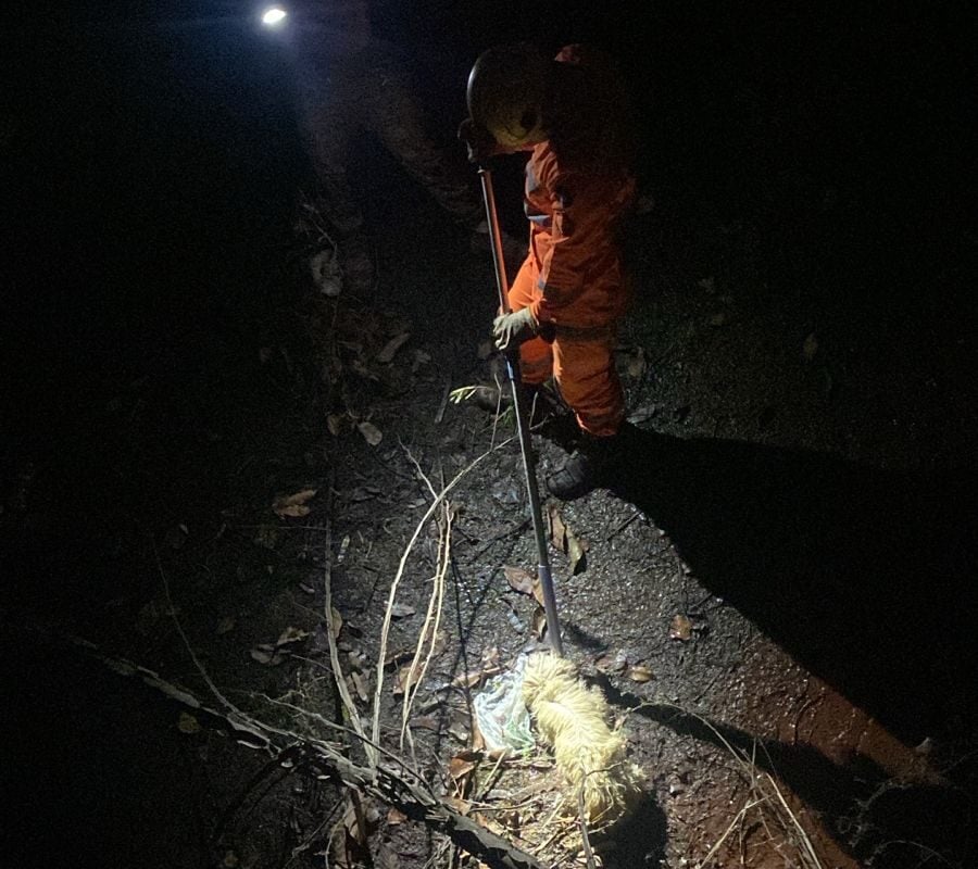 Bombeiros resgatam cachorro ferido de galeria pluvial em Itabira