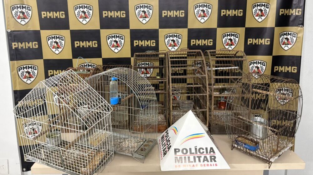 Polícia Militar prende homem e apreende motocicleta furtada e animais silvestres em João Monlevade