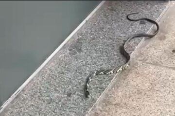Cobra caninana é capturada por populares em centro comercial no bairro Água Fresca, em Itabira