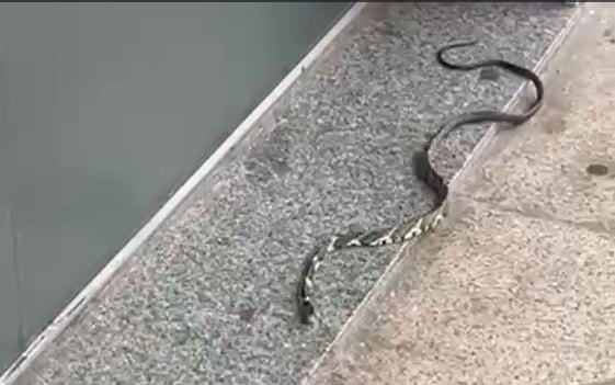 Cobra caninana é capturada por populares em centro comercial no bairro Água Fresca, em Itabira
