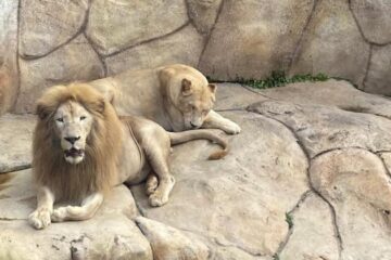 Zoológico de BH recebe casal inédito de leões-brancos vindos do Beto Carrero World