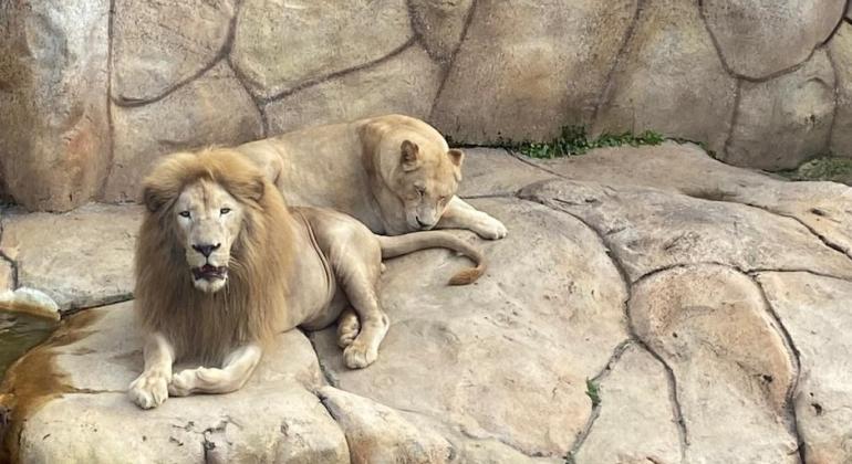 Zoológico de BH recebe casal inédito de leões-brancos vindos do Beto Carrero World