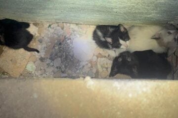 Bombeiros resgatam quatro filhotes de gato presos em estrutura elétrica