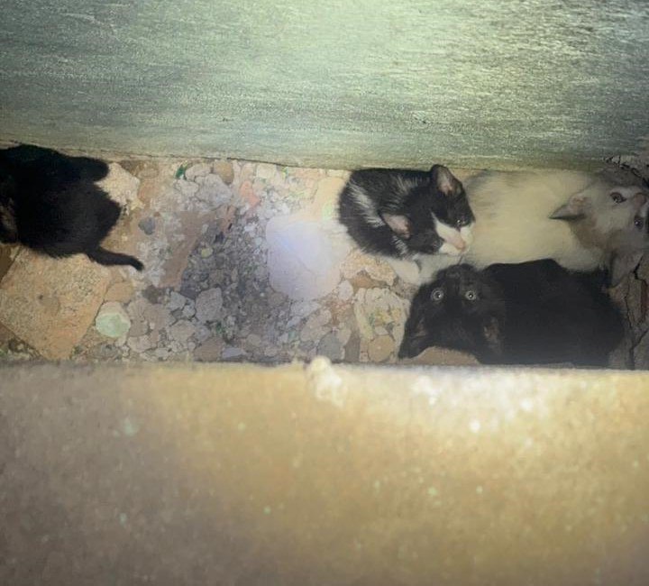 Bombeiros resgatam quatro filhotes de gato presos em estrutura elétrica