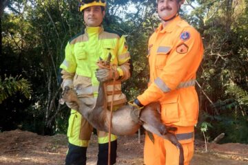 Bombeiros resgatam veado catingueiro ferido na MGC 491, em Três Corações