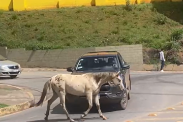 Após acidente com óbito na MG-129, vereador critica falta de fiscalização e responsabiliza donos de animais