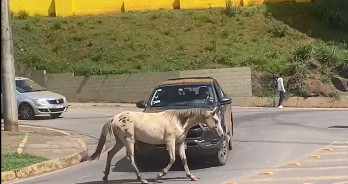 Após acidente com óbito na MG-129, vereador critica falta de fiscalização e responsabiliza donos de animais