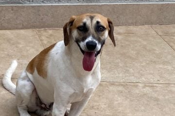 Cachorro Plutão desaparece no Campestre; família pede ajuda para encontrá-lo