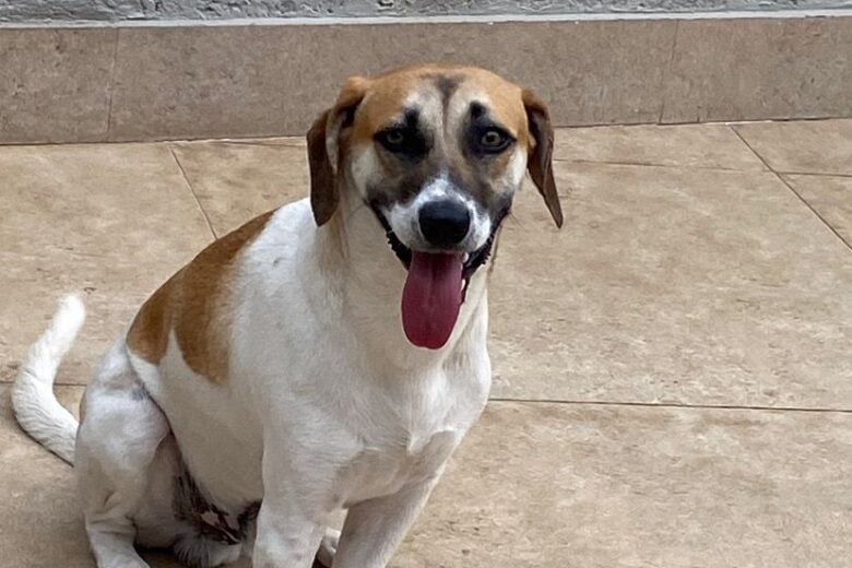 Cachorro Plutão desaparece no Campestre; família pede ajuda para encontrá-lo