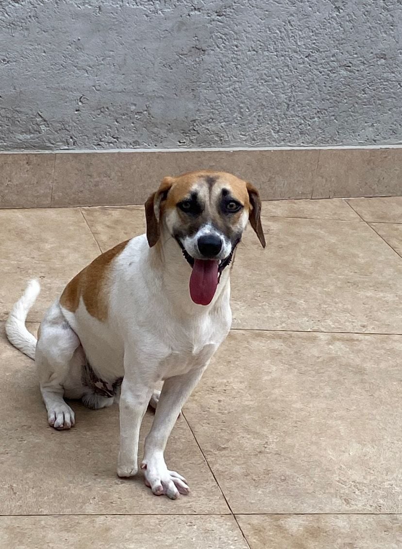 Cachorro Plutão desaparece no Campestre; família pede ajuda para encontrá-lo