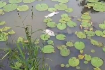 Peixes aparecem mortos em lagoa do Distrito Industrial de Itabira; causas estão sendo investigadas