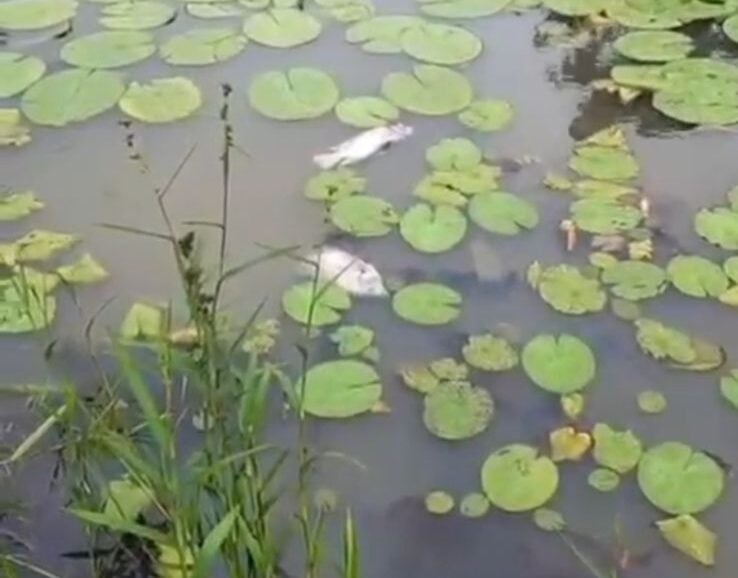 Peixes aparecem mortos em lagoa do Distrito Industrial de Itabira; causas estão sendo investigadas
