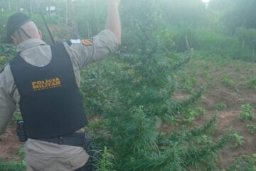 Itabira: idoso de 61 anos é preso por cultivar 12 pés de maconha em seu quintal 