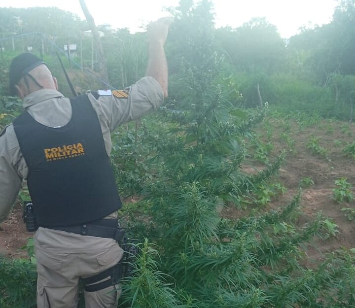 Itabira: idoso de 61 anos é preso por cultivar 12 pés de maconha em seu quintal 