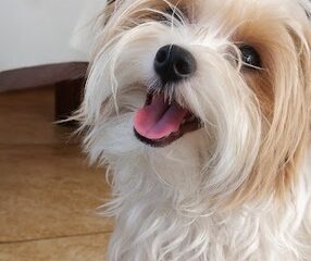 Cachorrinha Sofia desaparece no bairro Hamilton e família pede ajuda para encontrá-la