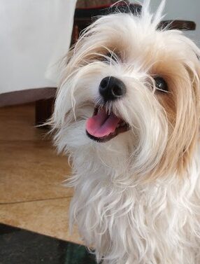 Cachorrinha Sofia desaparece no bairro Hamilton e família pede ajuda para encontrá-la