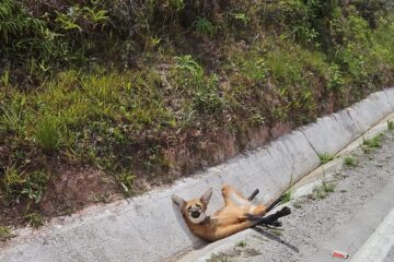 Lobo-Guará ferido às margens da BR-494 é resgatado por bombeiros