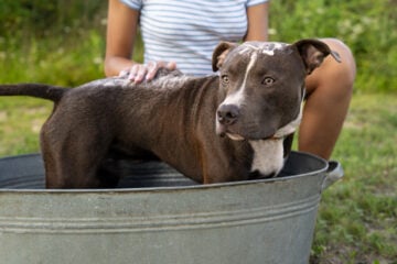 Calor extremo: saiba como proteger cães e gatos durante a onda de calor no Brasil
