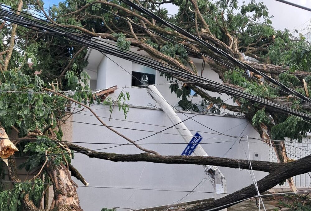 Saiba os riscos e como proceder em caso de quedas de árvores durante tempestades