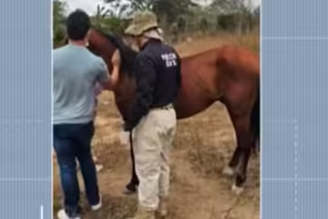 Tutor de cavalo que se acidentou por excesso de peso em carga vai responder por crime de maus-tratos