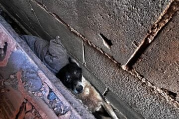 Cão é resgatado após ficar preso entre muros em Esmeraldas