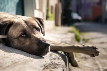 Dezembro Verde: Mês de conscientização contra  abandono e maus-tratos animais expõe custo ambiental do abandono de cães e gatos