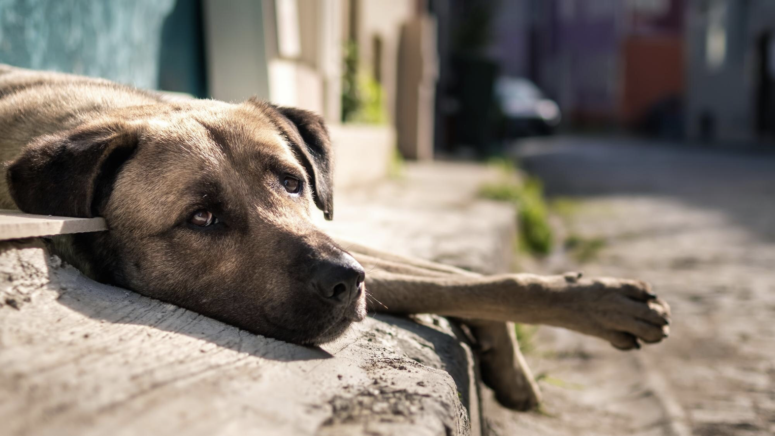 Dezembro Verde: Mês de conscientização contra  abandono e maus-tratos animais expõe custo ambiental do abandono de cães e gatos