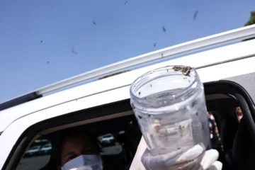 Saúde libera mosquitos estéreis para frear reprodução do Aedes Aegypt
