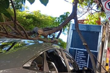 Queda de galho atinge carro na Avenida João Pinheiro, no Centro de BH