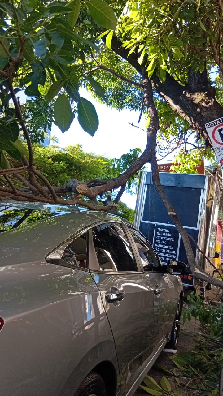 Queda de galho atinge carro na Avenida João Pinheiro, no Centro de BH