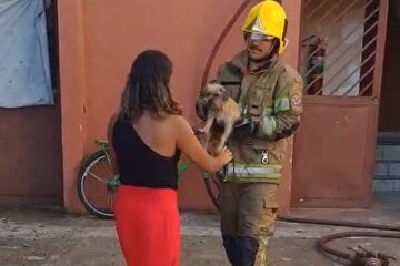 Bombeiros salvam cachorro durante incêndio em apartamentos no bairro Manacás, em Belo Horizonte