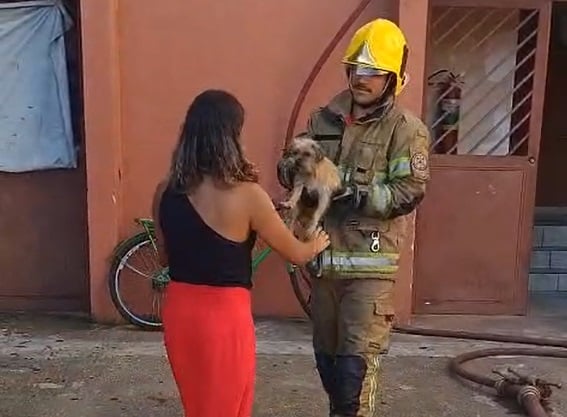 Bombeiros salvam cachorro durante incêndio em apartamentos no bairro Manacás, em Belo Horizonte