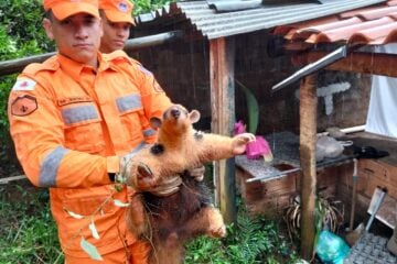 Tamanduá é resgatado em quintal de residência no bairro Bálsamo, em Itabira