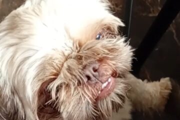 Cachorra Shih Tzu desaparece no João XXIII em Itabira; dona pede ajuda para encontrá-la