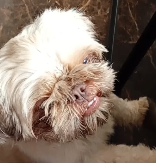 Cachorra Shih Tzu desaparece no João XXIII em Itabira; dona pede ajuda para encontrá-la