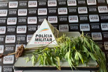 Homem é preso após PM encontrar pé de maconha em terreno no Centro de Itambé do Mato Dentro