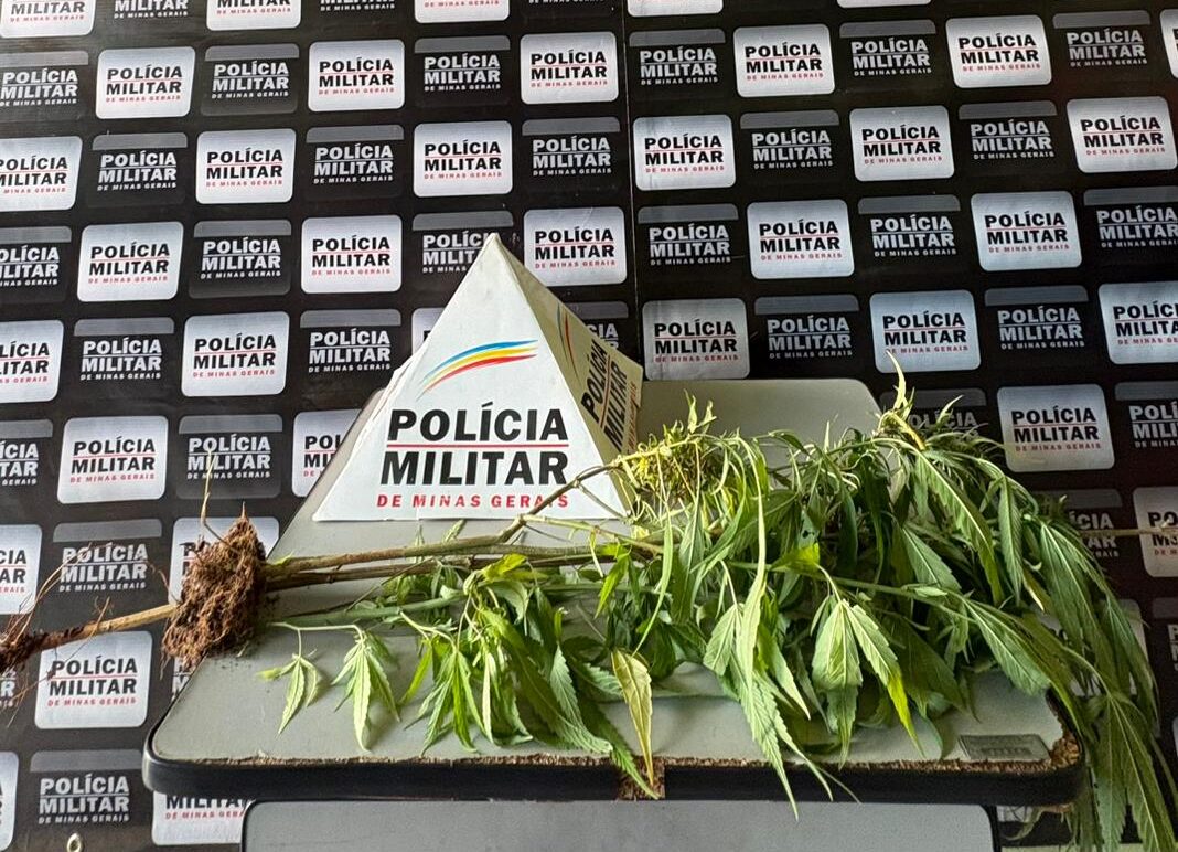Homem é preso após PM encontrar pé de maconha em terreno no Centro de Itambé do Mato Dentro