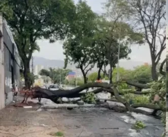 BH registra temporal com granizo, quedas de árvores e bloqueios no trânsito nesta segunda (1)